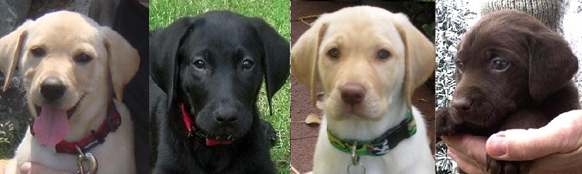 2014puppybanner